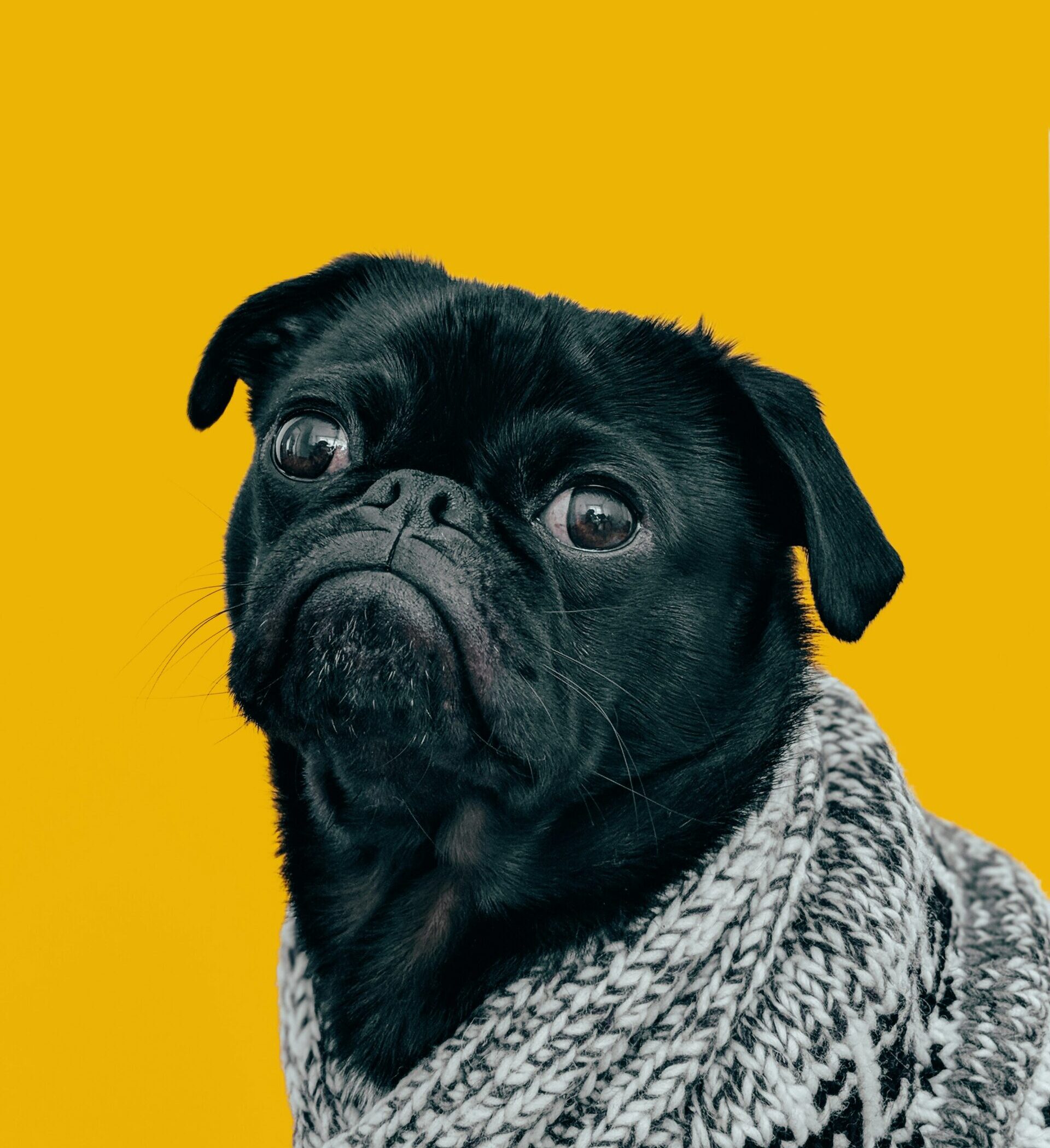  Una tendencia que crece: los seguros para mascotas