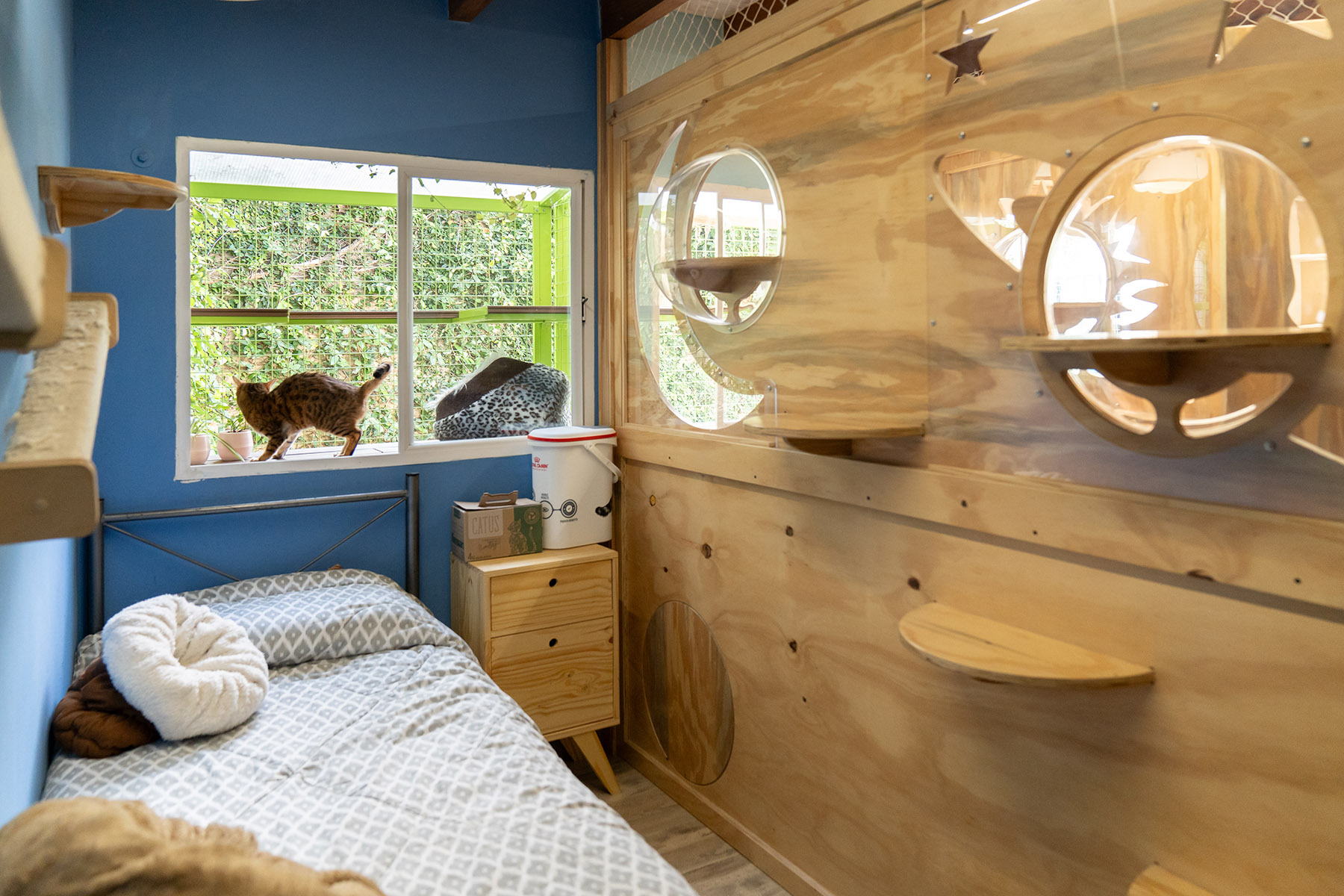 Guía Provy de hoteles para gatos